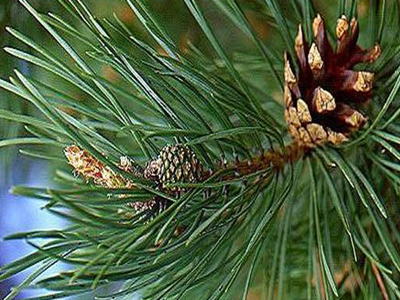 Χάστε κιλά με κουκουνάρι